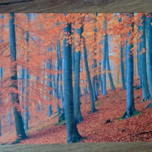 Postkarte Buchenwald (art+nature)